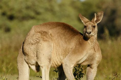 Jacked Kangaroo Went Viral For Showing Off His Muscles At Australian