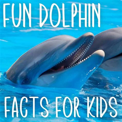 10 Dolphin Facts for Kids + Free Printable Trivia Activity