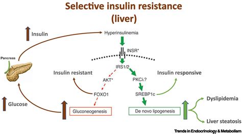 Insulin Resistance In Cardiovascular Disease Uremia And Peritoneal