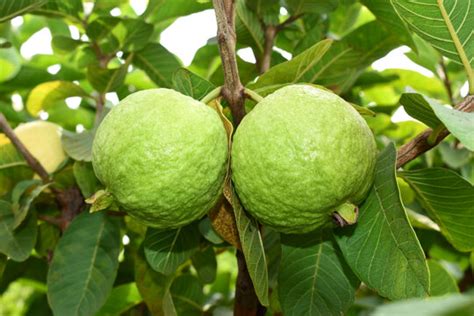 Guava Fruit の写真素材 1 977件の無料イラスト画像 Adobe Stock