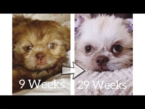 Shih Tzu Growing Up From 9 Weeks To 29 Weeks Spurgeon And Lizzy Shih