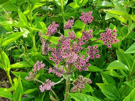 Köp Björnloka Heracleum Sphondylium Pink Cloud Odlarglädjens Plantskola