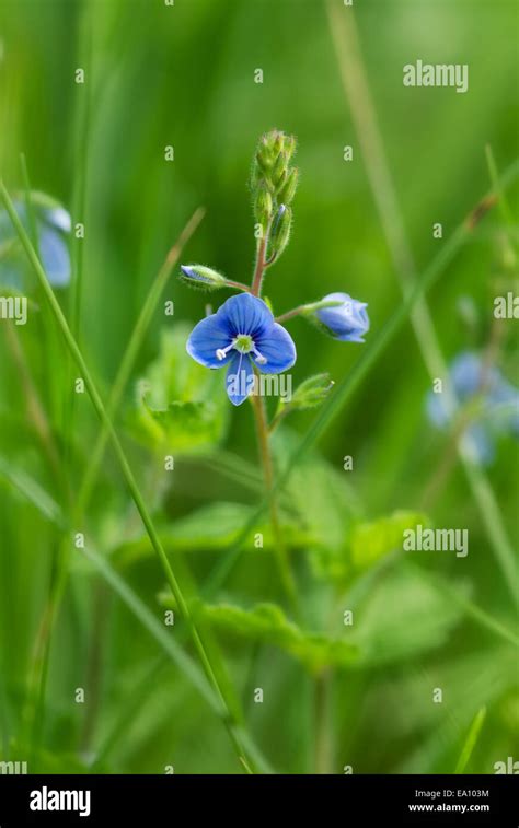 Eatable Wild Herbs Stock Photo Alamy