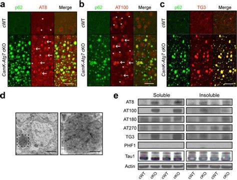 Phospho Tau Ser202 Thr205 Antibody Biotin Monoclonal At8