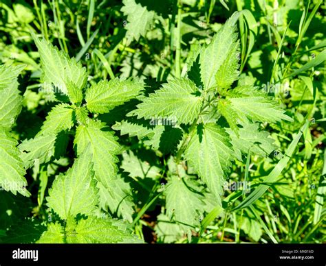 Stinging Nettles Background Texture Urtica Dioica Common Nettle Stock