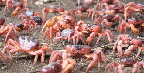 Why Millions Of Red Crabs Are Causing Chaos On Christmas Island In Australia Itv News