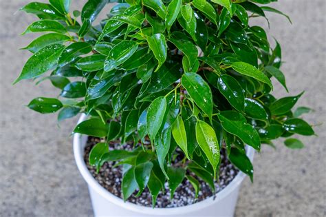 Ficus Bonsai Plantas Y Deco