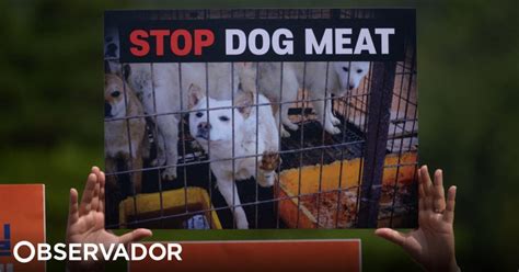 Coreia do Sul quer introduzir lei que proíbe consumo de carne de cão