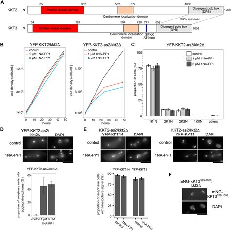 Divergent Polo Boxes In KKT2 Bind KKT1 To Initiate The Kinetochore