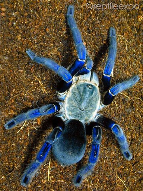 NY Metro ReptileExpo®Sunday, April 12, 2026