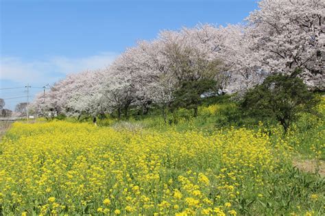 『桜と菜の花の競演を求めて、埼玉吉見のさくら堤公園へ』東松山埼玉県の旅行記・ブログ By 天空の城さん【フォートラベル】