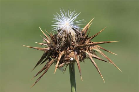 Thistle Meaning and Symbolism (Warning & Bravery)