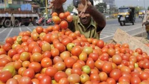 Tomato Sold For Rs 100 A Kg Is Now Being Sold For Rs 25 A Kg 100 रू