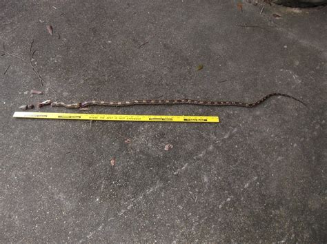 Happenings With Dom And Nan Rat Snake Excitement Yesterday What A