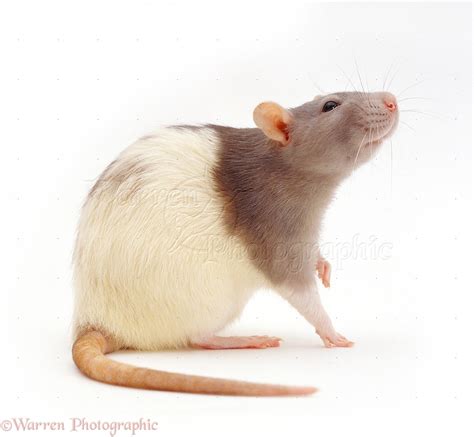 Agouti hooded rat photo - WP10637