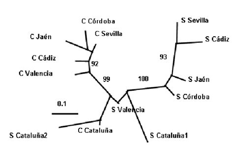 Dendrograma Unrooted Neighbor Joining Que Muestra Las Distancias