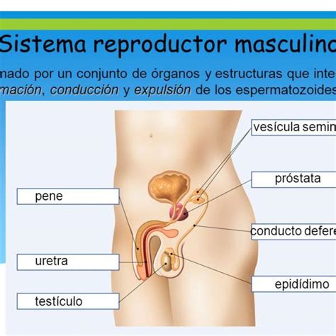 Con Otras Bandas Consola Desinfectar Cuales Son Las Partes Del Aparato