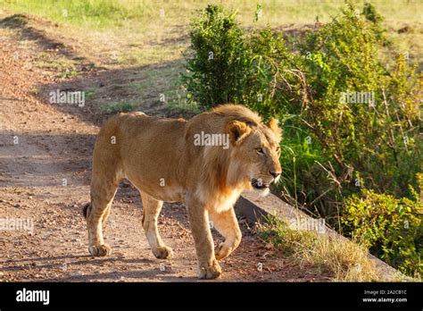 Male Lion Walking On A Dirt Road In Africa Stock Photo Alamy