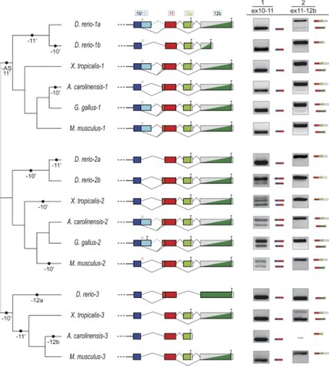 Evolution Of Intron Exon Structures And Alternative Splicing Of The 3′ Download Scientific