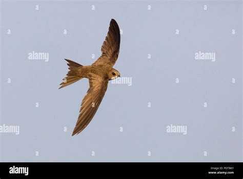 pallid swift flying stock photo alamy