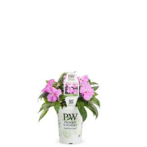 Black Pussy Willow Plant Addicts