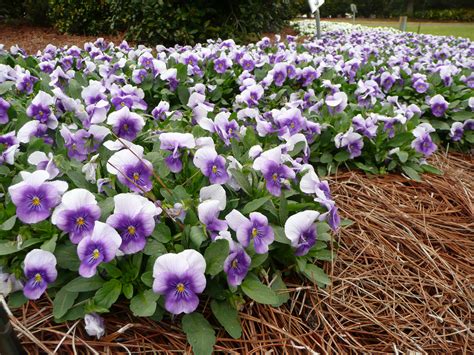 Enhance Your Landscape With Louisiana Super Plants Lsu Agcenter