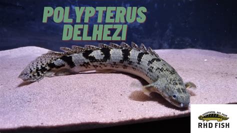 Polypterus Profile Delhezibanded Bichir Ikan Palmas Delhezi Youtube