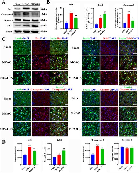 Scutellarin Alleviates Microglia‐mediated Neuroinflammation And