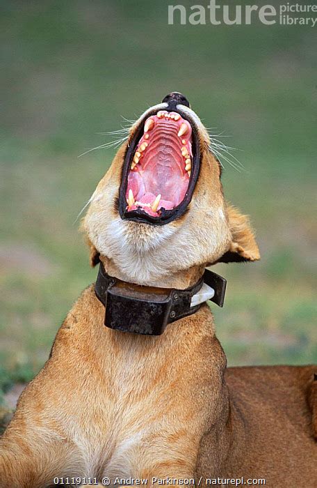 Stock Photo Of African Lion With Radio Collar Yawning Panthera Leo