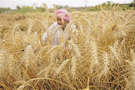 India Sees Record Planting Of Wheat And Pulses