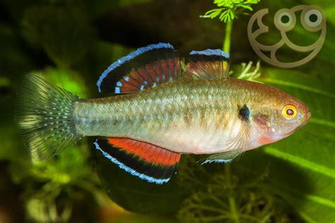 Empire Gudgeon - Hypseleotris compressa Fish Profile & Care Guide