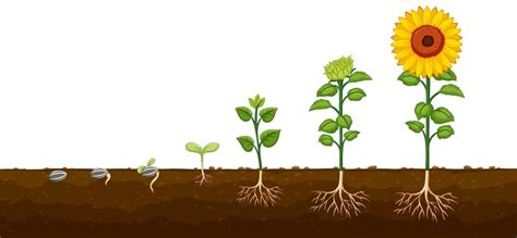 Plant growth progress diagramv 538997 Vector Art at Vecteezy