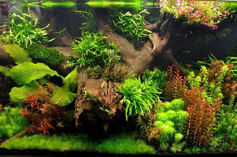 Acuario Para Principiantes ჱ Guía 2021 Acuario3web Planted aquarium