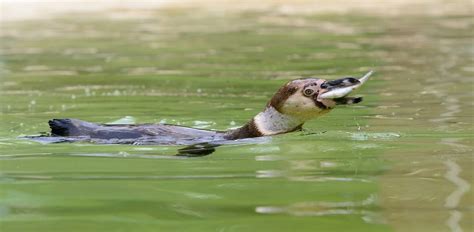 What Do Penguins Eat Learn More About The Penguins Diet