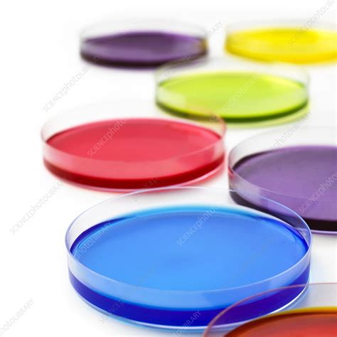 petri dishes stock image  science photo library