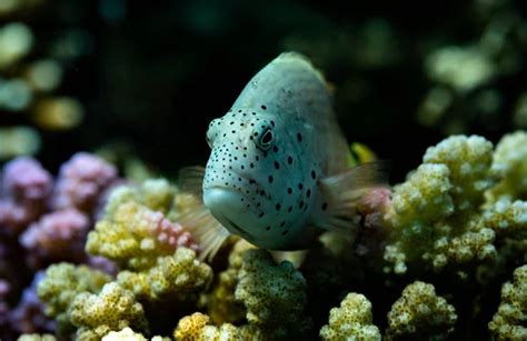 Colorful Marine Life Of Red Sea Bright Corals And Fishes Underwater