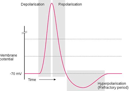 Effective Refractory Period Overview Stages Lesson Study