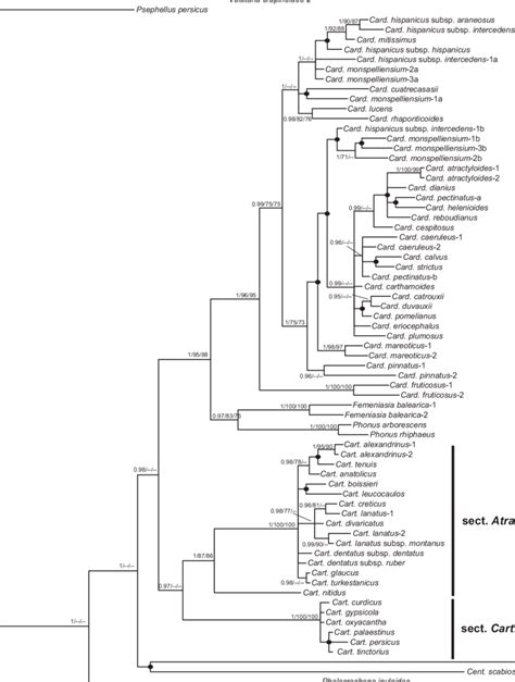 Phylogram Inferred From Two Concatenated Nrdna Regions Ets Its