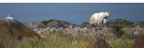 BEAR NAKED Churchill Looks To A Future With No Polar Bears Travel