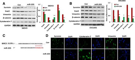 Mir Inhibits Ovarian Tumor Metastasis By Targeting Birc And