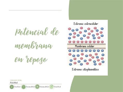 Potencial De Membrana En Reposo Fisiomed Udocz