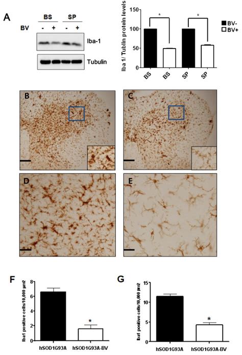 Immunoreactivity Ir And Western Blotting For Iba In The Brainstem