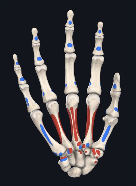 Palmar Aspect Of Hand Diagram Quizlet