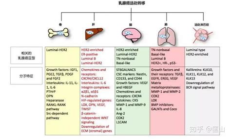 晚期乳腺癌转移途径总结及部分对应治疗方案 知乎