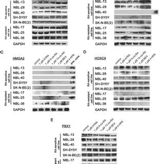 Representative IHC Analysis Of Putative Biomarkers In Tumor Samples