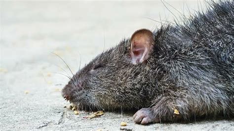 Bahaya Tikus Dalam Rumah Bisa Menularkan Virus And Penyakit Ini Usir