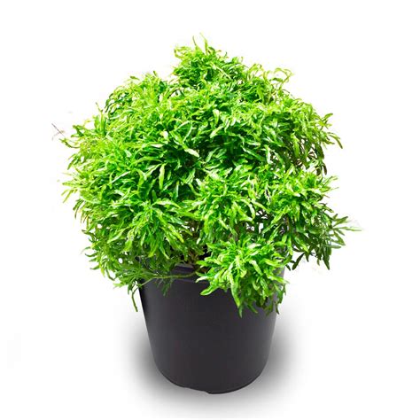 Aralia Green Mini Plant | Elysian Flora