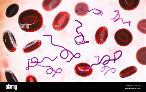 Bacterias Borrelia En La Sangre Ilustraci N Fotograf A De Stock Alamy