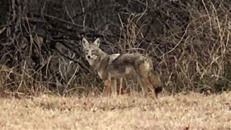 Some Oklahoma City residents on edge after spotting a coyote in the ...