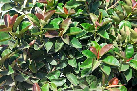 Ficus elastica stock image. Image of biology, background - 24920403